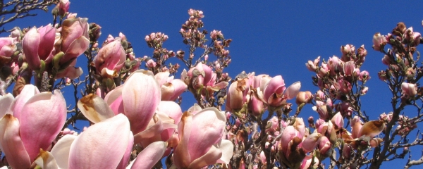 foto by ams / copyright by zdenek fajfrlik